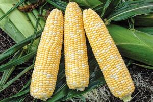 Ймовірність перезапилення білих, жовтих та біколор сортів суперсолодкої кукурудзи