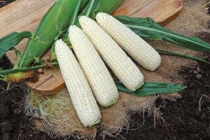 Біла кукурудза — проблему поширення вирішила вінницька стартап-компанія!