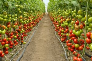 Як виростити томати