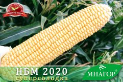 Цукрова кукурудза НБМ 2020 F1, 1 000 насінин (1,8 сотки), Жовтий, Супер цукрова Sh2, Україна, Консервація, Свіжий ринок, Середньостиглий, 76-80 днів, Цукрова кукурудза