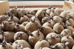 Умови отримання високого врожаю ранньої картоплі під плівкою фото
