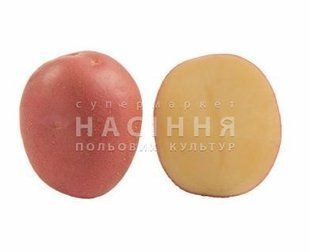 Картопля Сетанта (Голландія), середньостиглий kк00020 фото