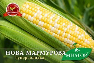 Нова Мармурова F1, жовто-білий біколор marmurova_nova_05 фото