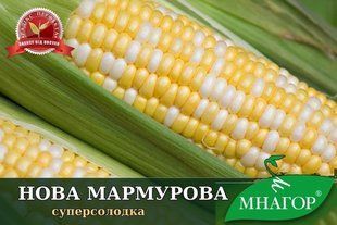 Нова Мармурова F1, жовто-білий біколор marmurova_nova_05 фото