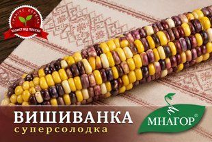 Вишиванка F1, фіолетово-жовто-білий мультиколор vishivanka_f1_50 фото
