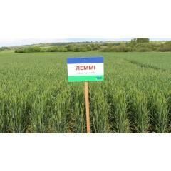 Пшениця озима Леммі pshenitsya_ozima_lemmi_2 фото