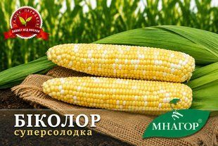 Суперсолодка кукурудза Біколор F1- жовто-білі зерна а0008005 фото