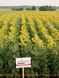 Гібрид соняшника Сірокко OR 7 sirokko_01 фото 1