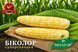 Суперсолодка кукурудза Біколор F1- жовто-білі зерна а0008005 фото 1