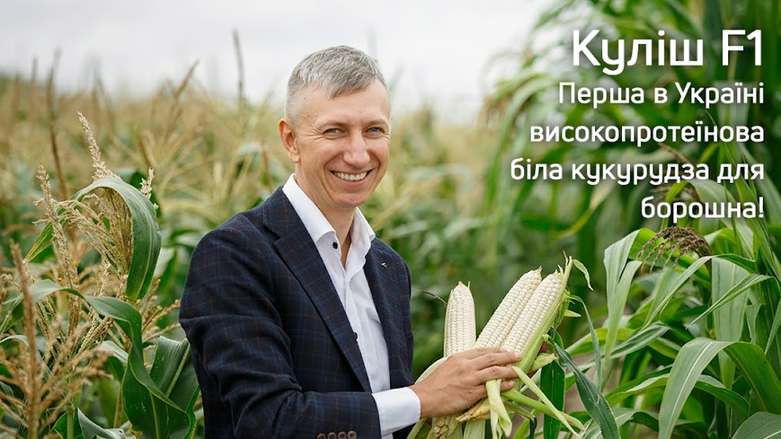 Куліш F1, білозерний гібрид для крупи та борошна kulish-01-3000 фото