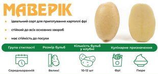 Картопля Маверік (Голландія), середньостигла в сітці 5 кг kk0005 фото