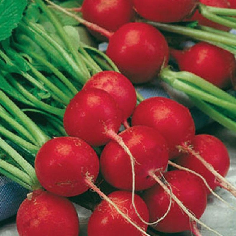 Редис ф. Редис селеста enza zaden. Редис бегунок f1. Редис стеллар f1. Редис селеста f1.