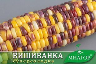 Вишиванка F1, фіолетово-жовто-білий мультиколор vyshyvanka_100t фото