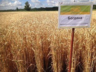 Пшениця озима Богдана pshe023 фото
