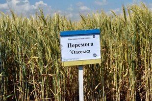 ПЕРЕМОГА ОДЕСЬКА peremoga_odeska_2 фото