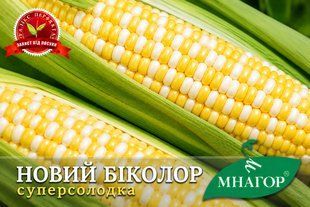 Новий Біколор F1 noviy_bikolor_5 фото
