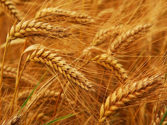 Озимая пшеница Милтон, Seed Grain, Канада Seed Grain купить за с доставкой