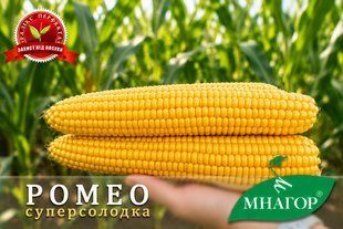 Ромео F1, найдовший качан на ринку romeo_5 фото