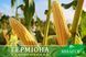 Суперсолодка кукурудза Герміона F 1 bio bio000692 фото 1