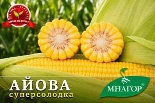 Суперсолодка кукурудза Айова F1 __ai0008015 фото