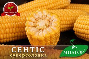 Суперсолодка кукурудза Сентіс F1 с0008016 фото