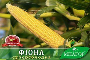Цукрова кукурудза Фіона F 1 a000685 фото