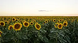 АРАКС araks_01 фото 1