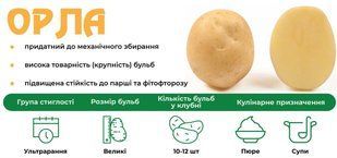 Картопля Орла (Голландія), ультраранній, сітка 20 кг kк-00013 фото