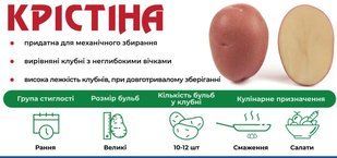 Насіннєва картопля Крістіна (Голландія), ранній в сітці по 5 кг. k00007 фото