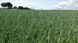 АЙВОРІ ayvori_1 фото 2