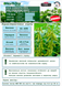 Соя NSC Озборн (Ozborne) soya09 фото 2