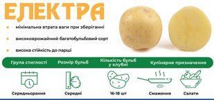 Картопля Електра (Голландія), середньостигла в сітці 20 кг k-00007 фото