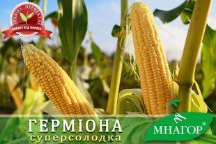 Суперсолодка кукурудза Герміона F1 a000696 фото