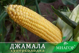 Насіння суперсолодкої кукурудзи Джамала F1 Біо bio0008015 фото