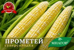 Цукрова кукурудза Прометей F1- біколор суперсолодка Sh2 pr01 фото