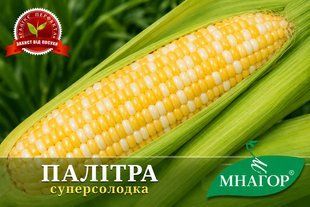 Палітра F1, біколор кукурудза palitra01 фото