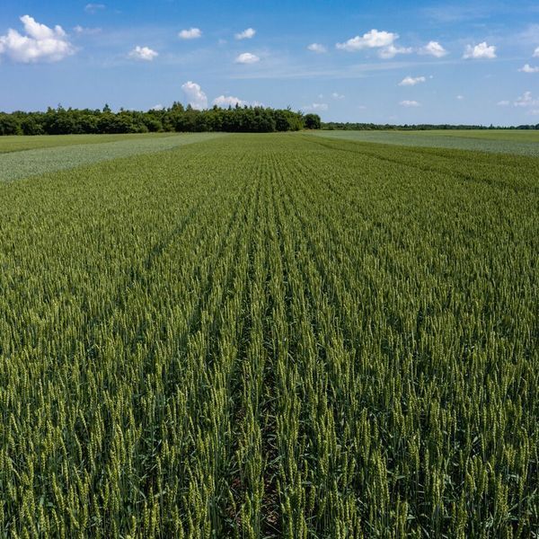 Пшениця яра КВС ШАРКІ kvs_sharki_01 фото