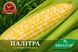 Палітра F1, біколор кукурудза palitra01 фото 1