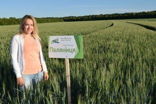 Озима пшениця Паляниця list0004 фото