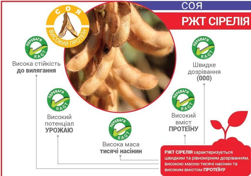 Соя насіннєва РЖТ СІРЕЛІЯ ragt_sd009 фото