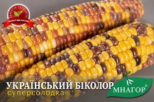 Український Біколор F1 ukrayinskiybikolor_100000 фото