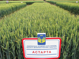 Пшениця озима Астарта pshenitsya_ozima_astarta_3 фото