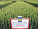 Пшениця озима Астарта pshenitsya_ozima_astarta_3 фото 1