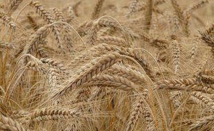 Озима пшениця Бастоні, Seed Grain, Канада ozima_pshenitsya_bastoni_1 фото