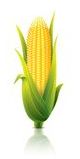 длина качана кукурузы