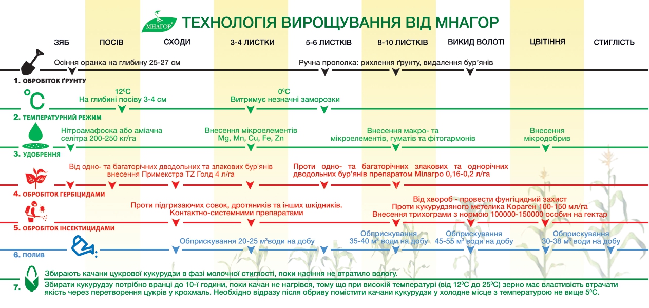 Технологія вирощування кукурудзи ТМ Мнагор