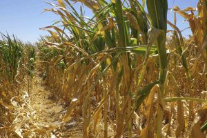 Через аномальну посуху вінницькі фермери несуть нечувані збитки