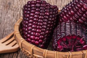 На Винничине начали селекцию фиолетовой кукурузы