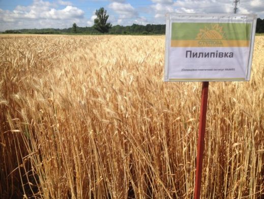 Пшениця Пилипівка, 1 репродукція, озима