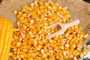 Из столетних зерен ученые планируют вывести новый сорт кукурузы